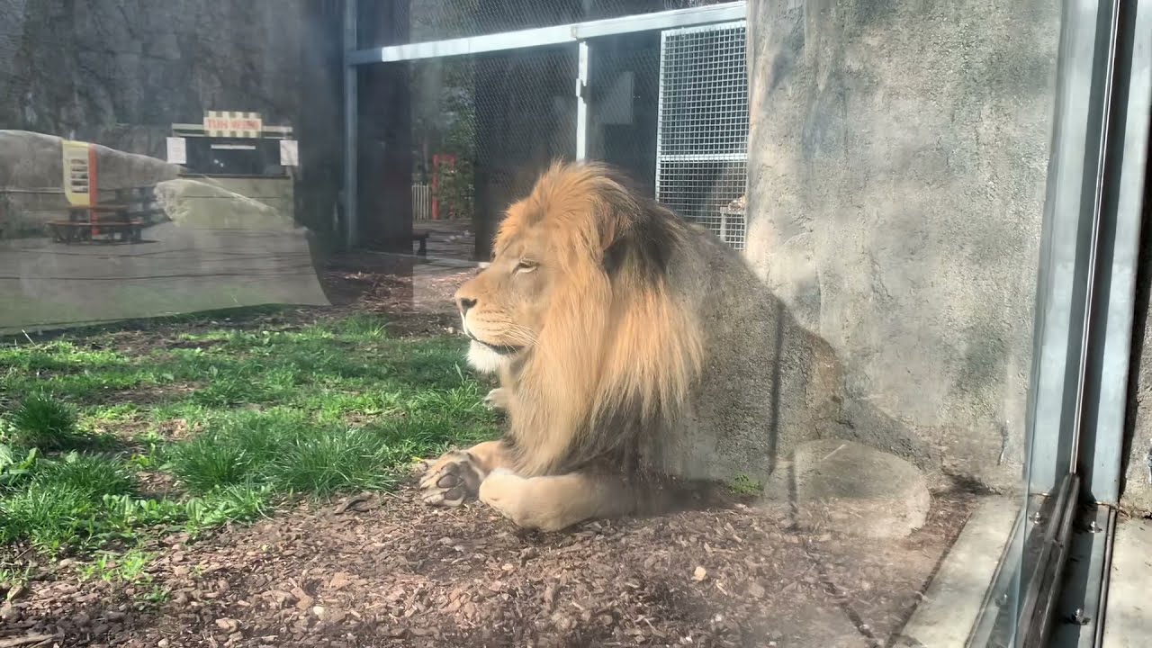 African Lion Encounter Indianapolis Zoo